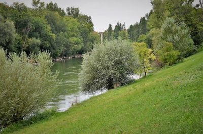 Scenic view of river amidst trees against sky