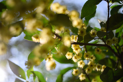 Close-up of plant