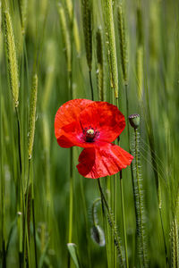 Close-up of red flower