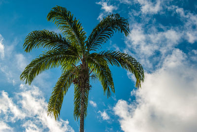 Low angle view of palm tree against blue sky