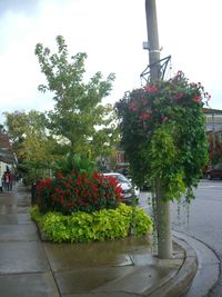 View of road with trees in background