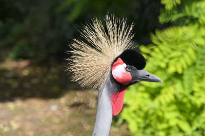 Close-up of a bird looking away