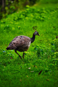 Side view of a bird on field