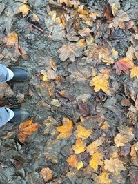 Full frame shot of autumn leaves