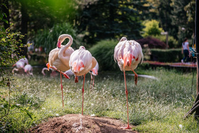 High angle view of flamingos in lake