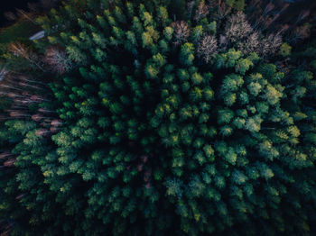 Close-up of pine tree in forest