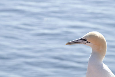 Close-up gannet bird prtrair by the water