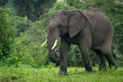 Elephant walking by trees in forest