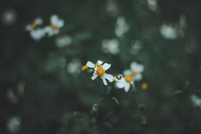 Close-up of white daisy flowers