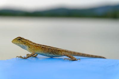 Side view of lizard on blue table