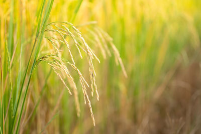 Close-up of wheat growing on field