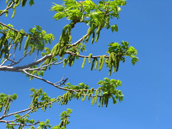 Low angle view of tree against clear blue sky