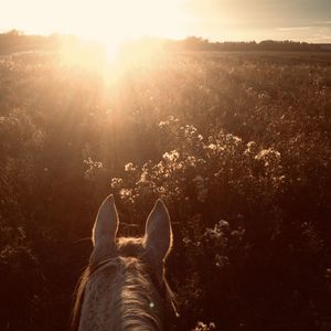 Low section of person against bright sun