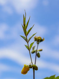 Close-up of plant against blurred background