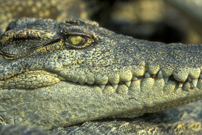 Close-up of a turtle