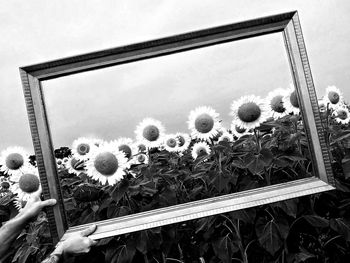 Close-up of flowers against blurred background