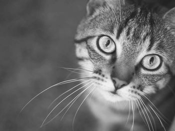 Close-up portrait of cat