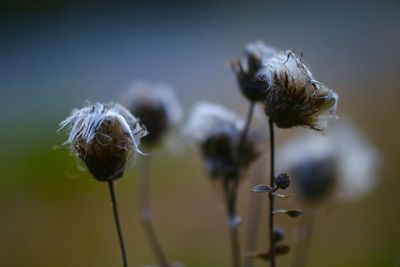 Close-up of wilted flower on field