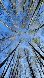 Low angle view of trees against sky