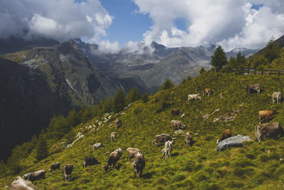 Panoramic view of green landscape