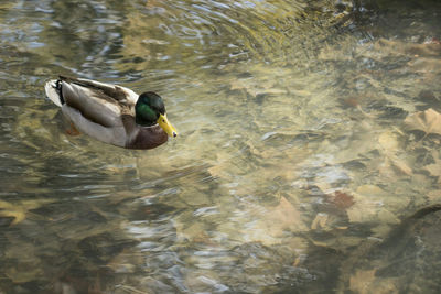 High angle view of duck swimming in lake
