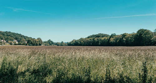 Scenic view of agricultural field against blue sky