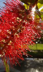 Low angle view of red tree