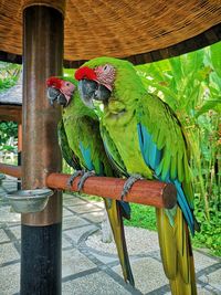 Close-up of a bird perching on wood