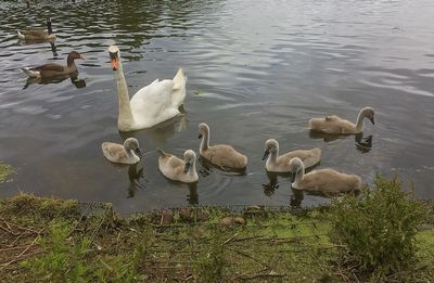 Swans swimming in lake
