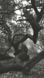 View of tree in forest