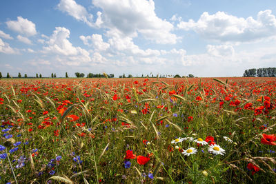 Scenic view of poppy field against sky