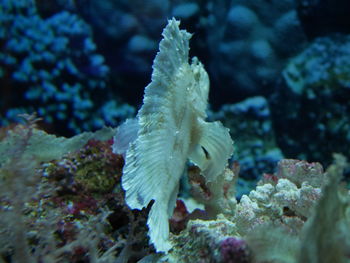 Close-up of coral in sea