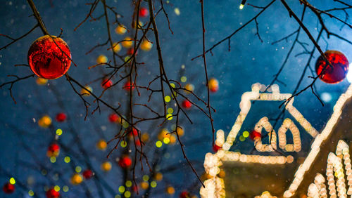 Low angle view of red berries on tree