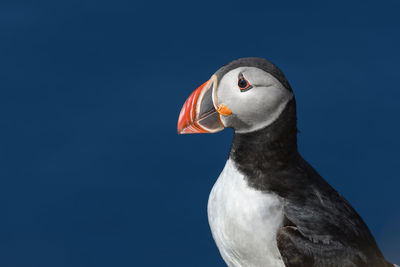 Close-up of puffin against blue sky