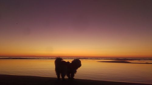 Silhouette dog on beach against sky during sunset