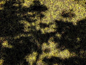Full frame shot of grassy field