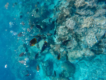 Jellyfish swimming in sea