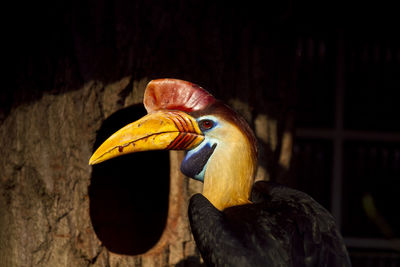 Close-up of bird perching