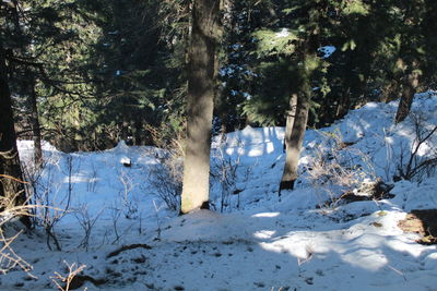 Trees in forest during winter