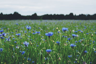 Close-up of purple flowering plants on field