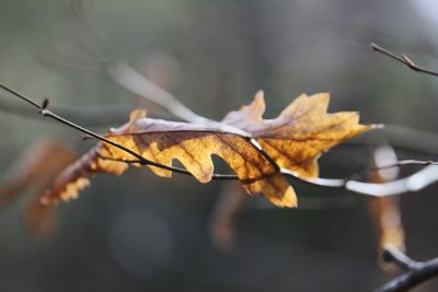 Close-up of dry leaf on twig