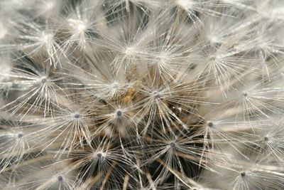 Close-up of dandelion flower