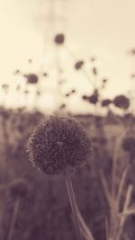 Close-up of flower against sky