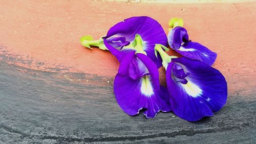 Close-up of purple flower