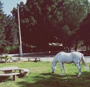 Horse grazing in park