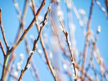 Low angle view of tree branches against sky