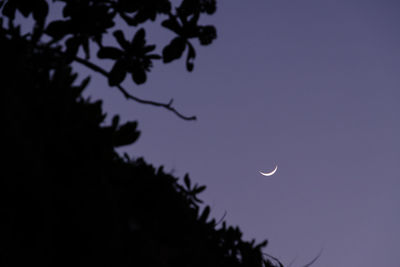 Low angle view of silhouette tree against sky at night