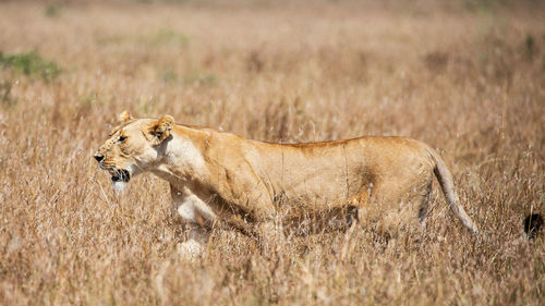 Side view of a cat on grass