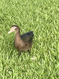High angle view of duck on field
