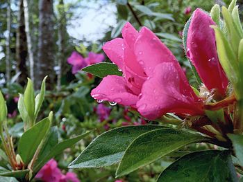 Close-up of pink flowers